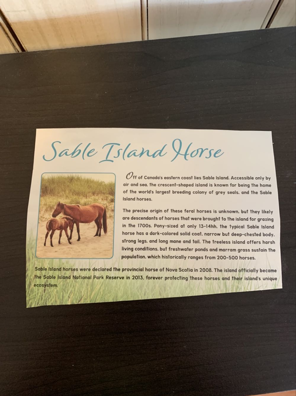 CCA Sable Island  action figure collectible - Main Image 2