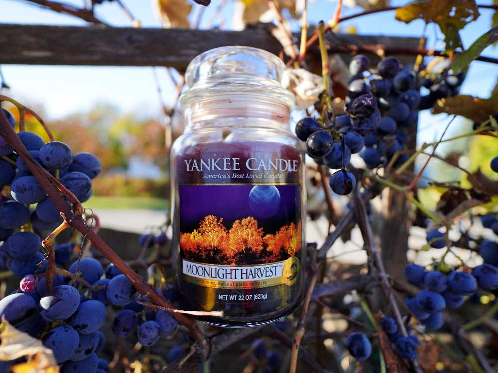 CANDLE: Halloween Yankee Moonlight Harvest 2011 - Yankee Candle (Halloween Candle) action figure collectible [Barcode 609032690182] - Main Image 3