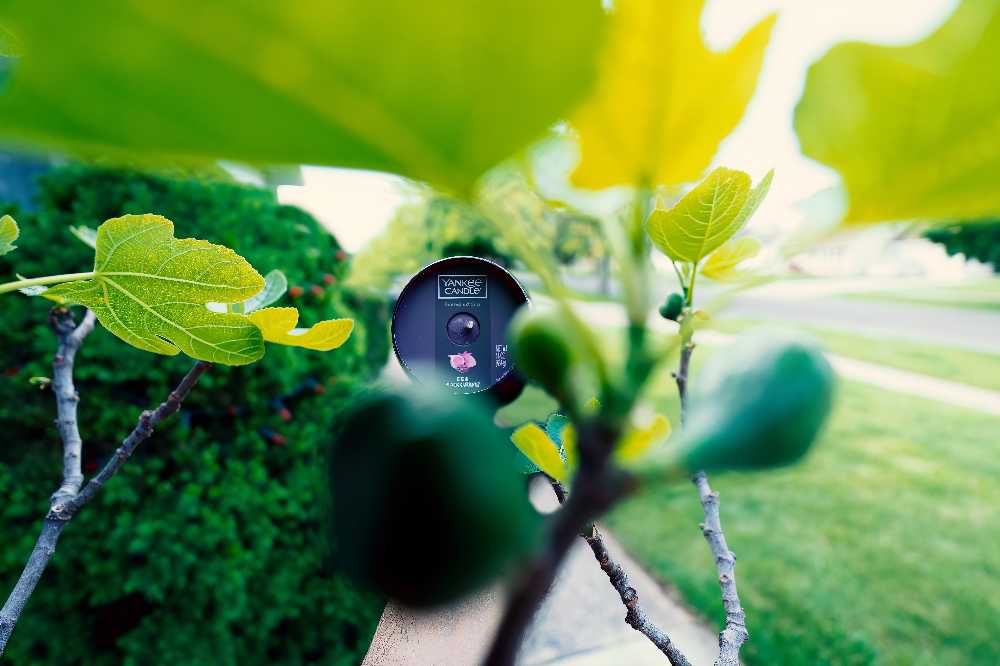 CANDLE: Wine Pairing Yankee Fig & Black Currant 2016 - Yankee Candle (Wine & Sangria Candles) action figure collectible - Main Image 3