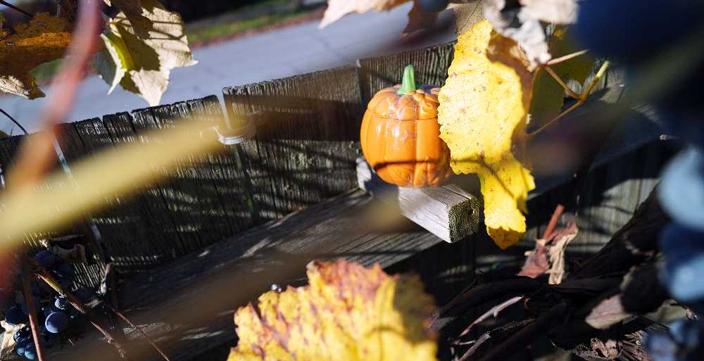 CANDLE: Pumpkins Yankee Ceramic Apple Pumpkin 2014 - Yankee Candle (Autumn Candles) action figure collectible - Main Image 3