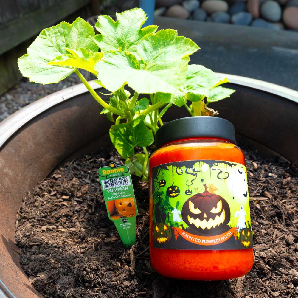 CANDLE: Halloween Goose Creek Haunted Pumpkin Patch 2015 - Goose Creek Candle (Halloween Candle) action figure collectible - Main Image 4