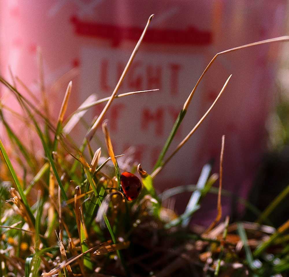 CANDLE: Valentine’s Day Colonial Candle Light of my Life 2021 - Colonial Candle (Valentine’s Day Candles) action figure collectible - Main Image 3