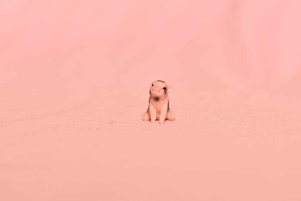 Mini Pig Mother And Piglets - Schleich action figure collectible - Main Image 3