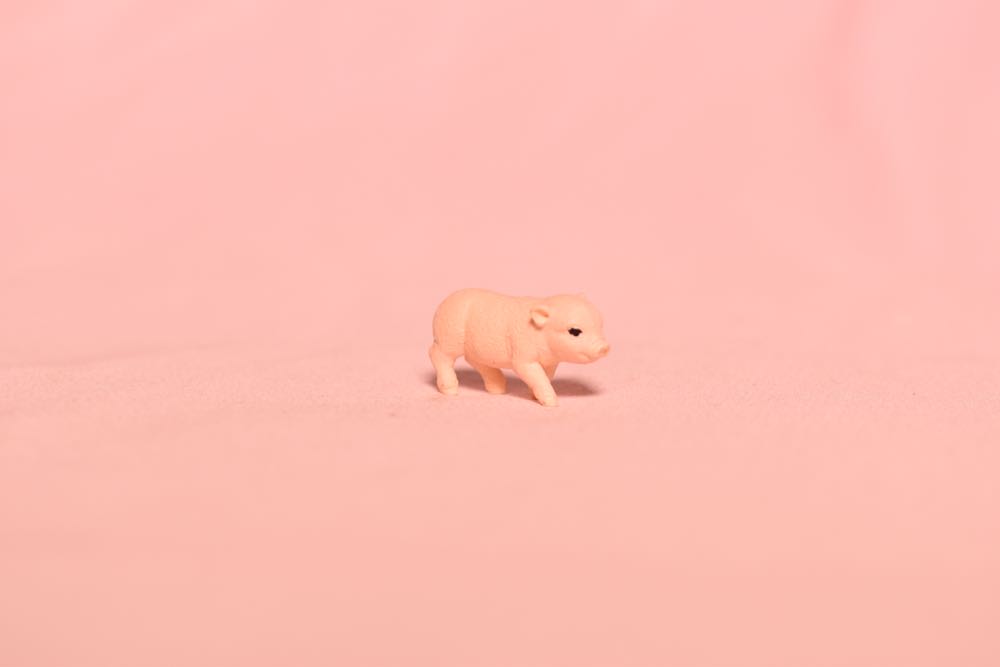 Mini Pig Mother And Piglets - Schleich action figure collectible - Main Image 4