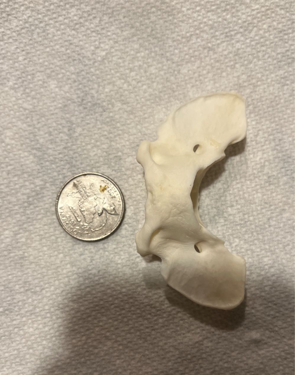 Jurassic Park Lost World Pachycephalosaurus ”ram Head” Restraint Capture Gear Part Ram