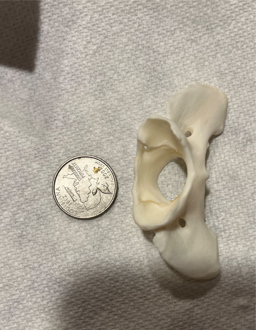 Coyote Atlas Vertebrae  action figure collectible - Main Image 2