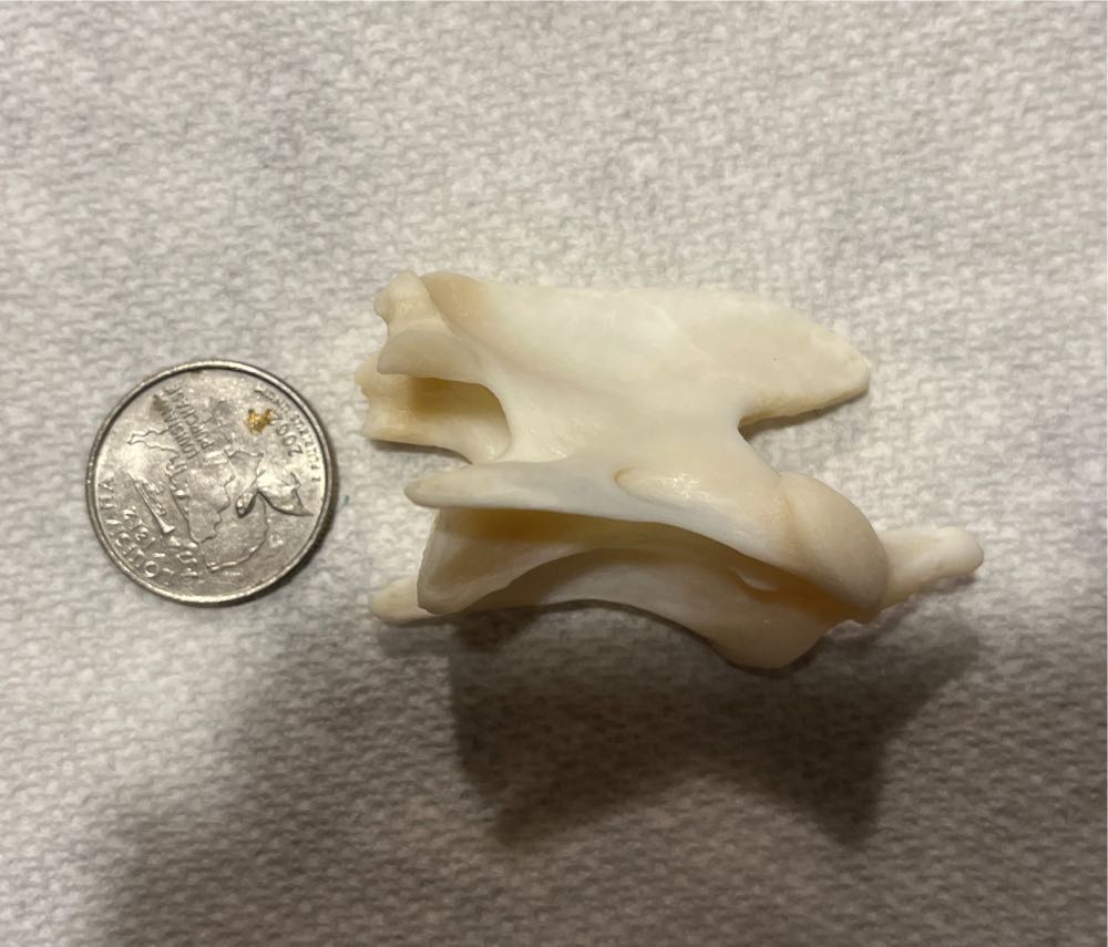 Coyote Axis Vertebrae  action figure collectible - Main Image 2