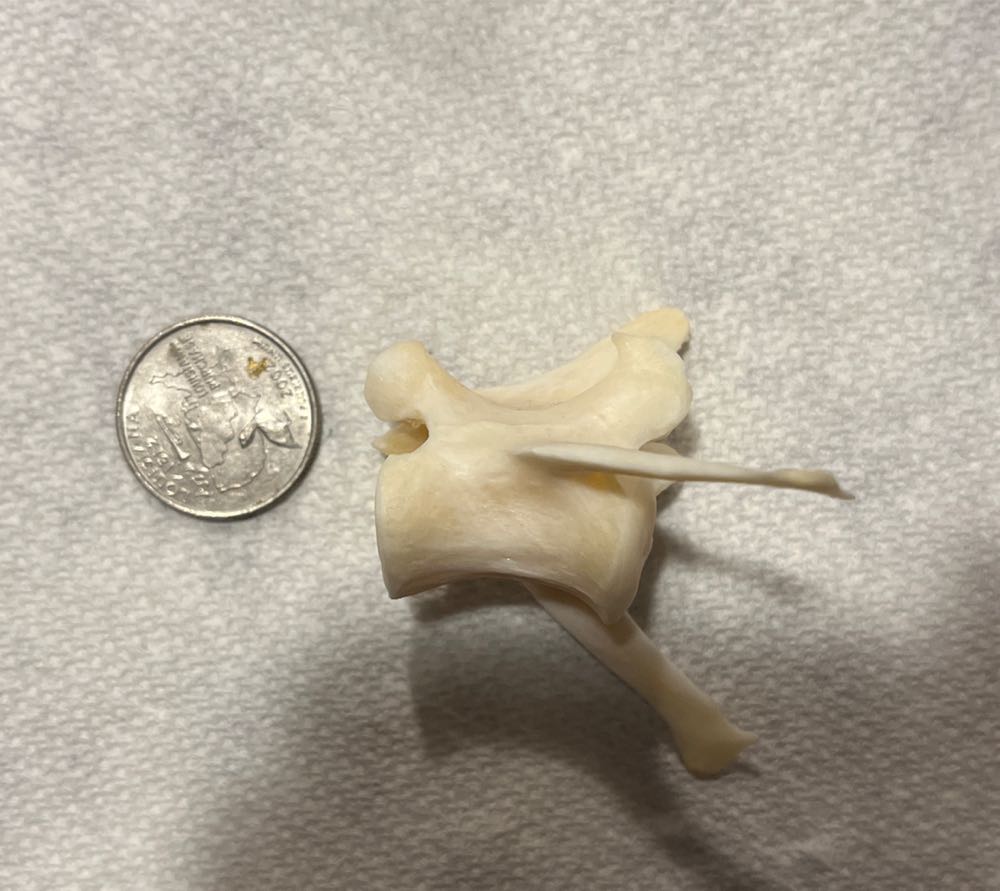 Cotoye Vertebrae  action figure collectible - Main Image 2