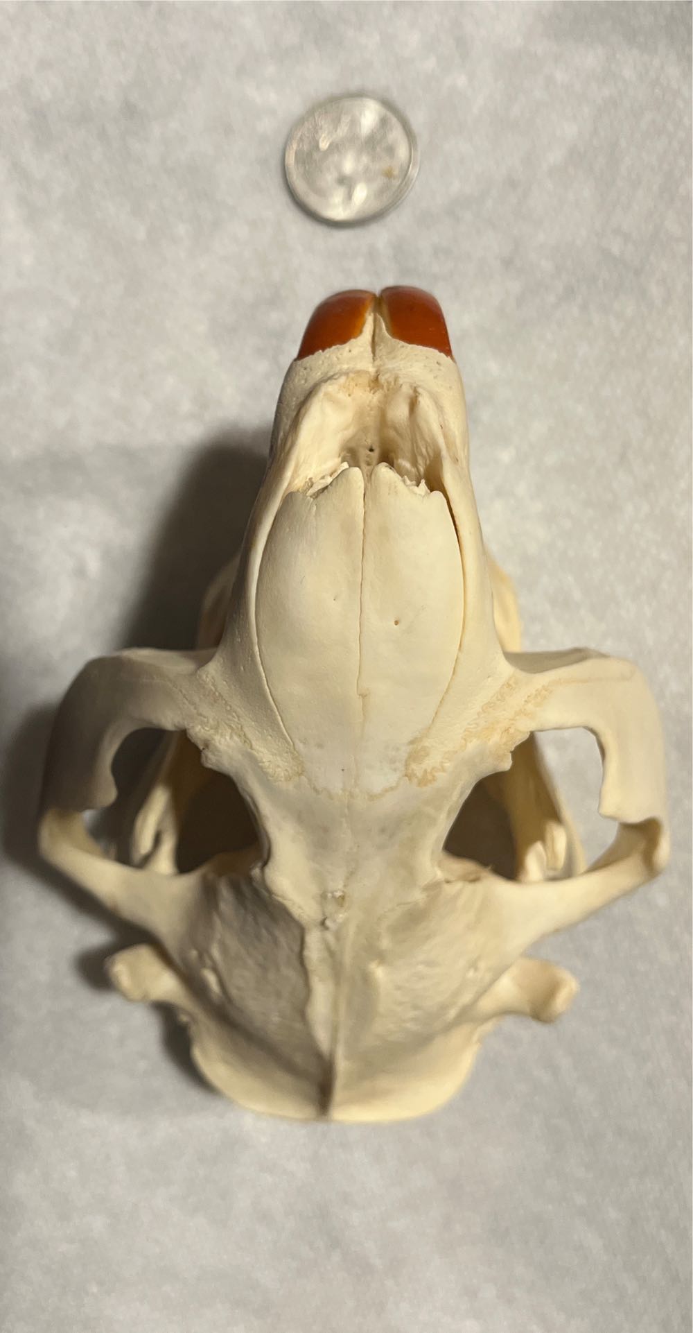 WWF Jakks Pacific R-3 Tech Series 1: “Stone Cold” Steve Austin