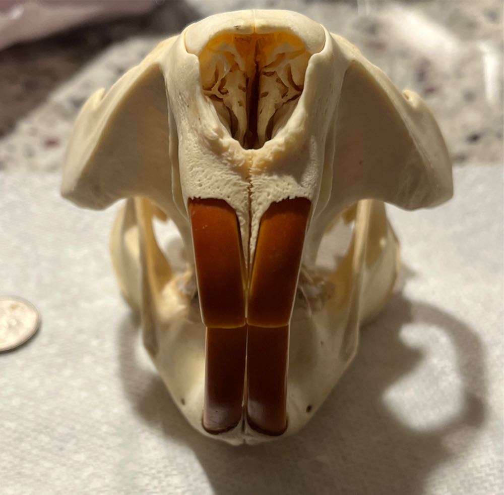Beaver Skull  action figure collectible - Main Image 2