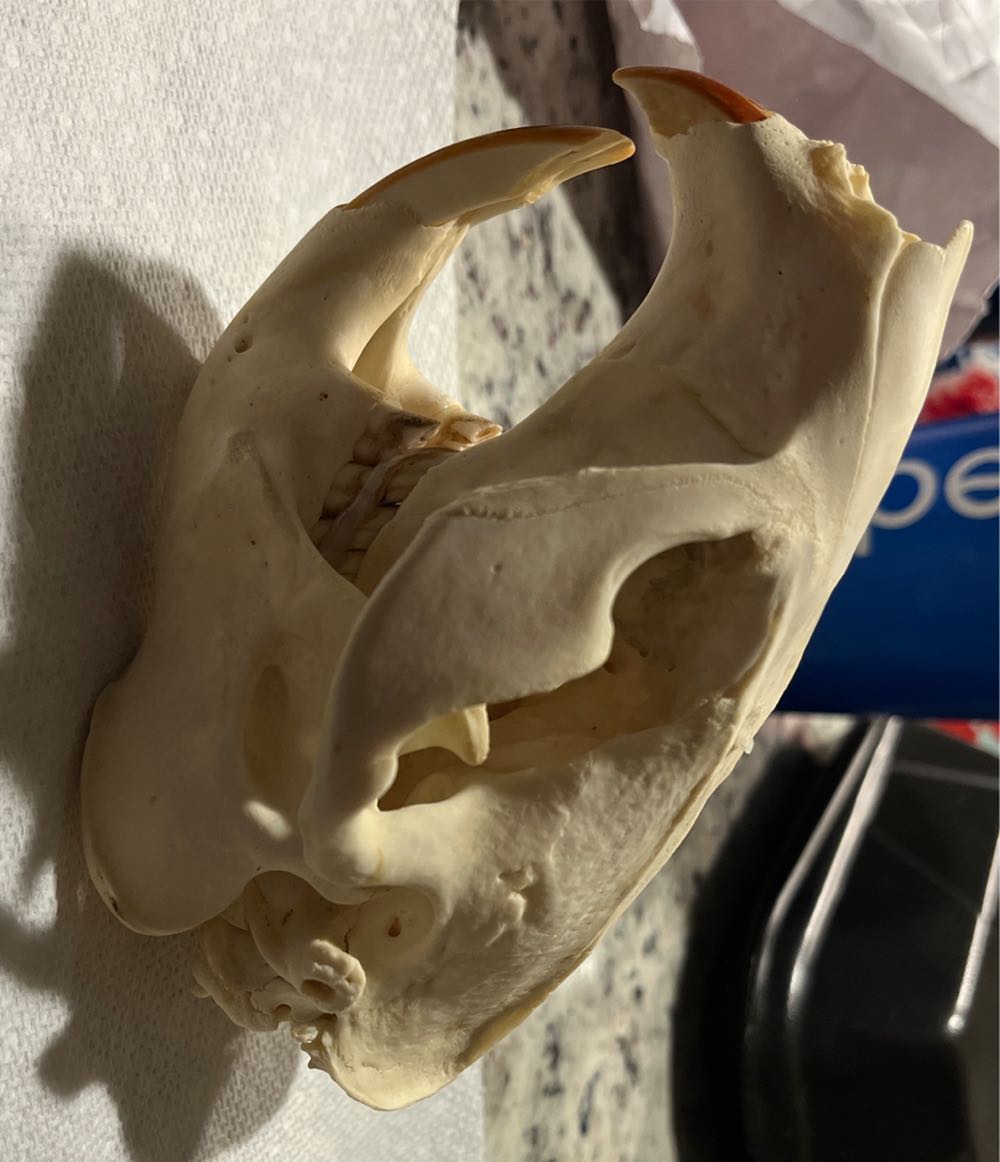 Beaver Skull  action figure collectible - Main Image 3