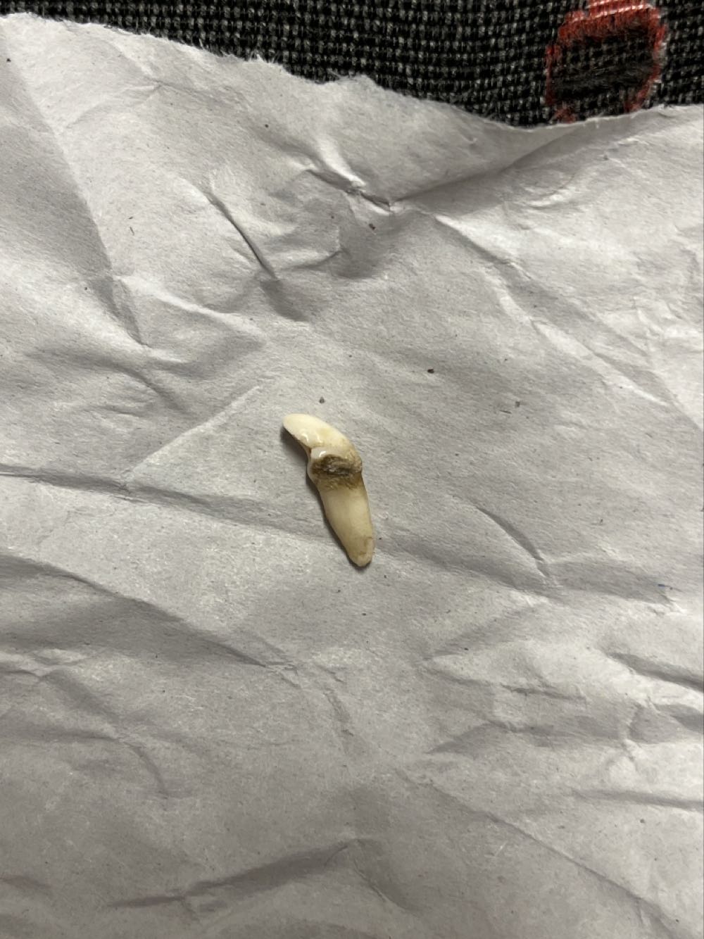 Radar’s Tooth  action figure collectible - Main Image 2