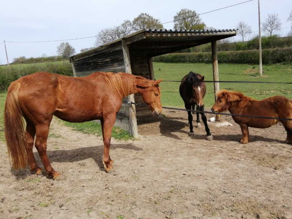 Nintendo Dsi Xl Midnight Blue