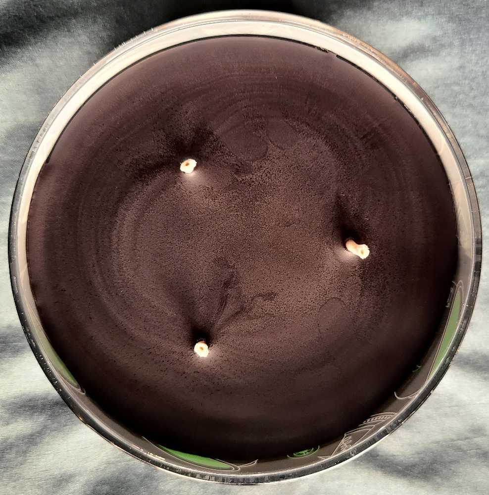 CANDLE: Halloween Yankee Witch’s Brew 2022 Three Wick  - Yankee Candle (Halloween Candle) action figure collectible [Barcode 192833250360] - Main Image 4