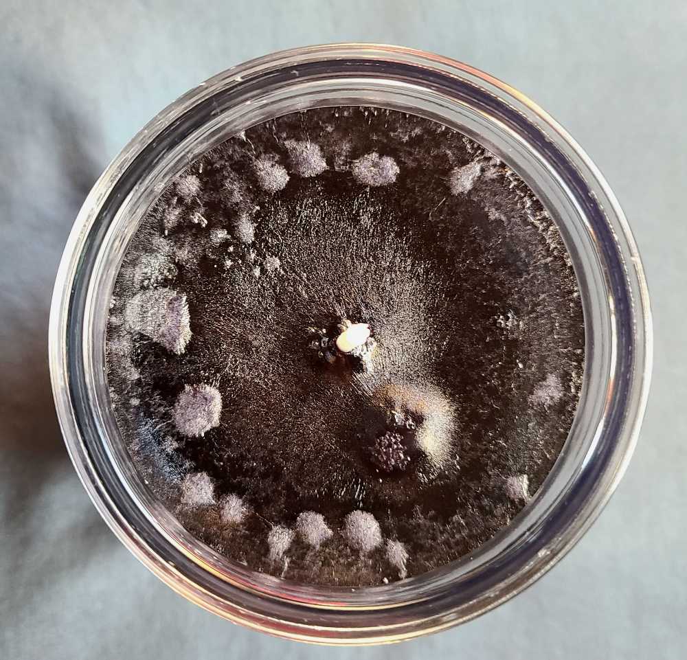 CANDLE: Halloween Yankee Let’s Get Spooky - Midnight Magnolia 2022 UK - Yankee Candle (Halloween Candles) action figure collectible [Barcode 5038581152141] - Main Image 3