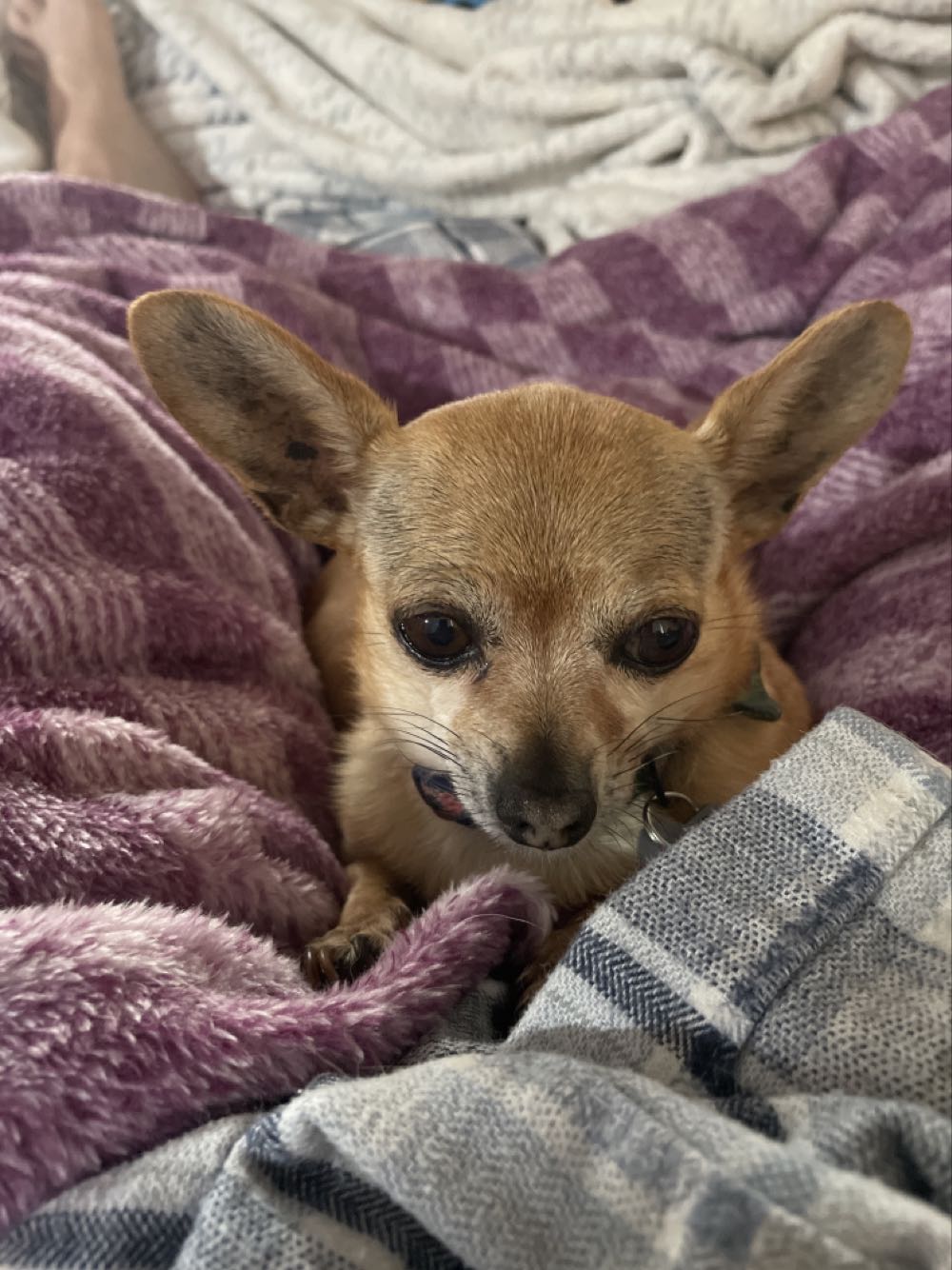 Gracie  action figure collectible - Main Image 2