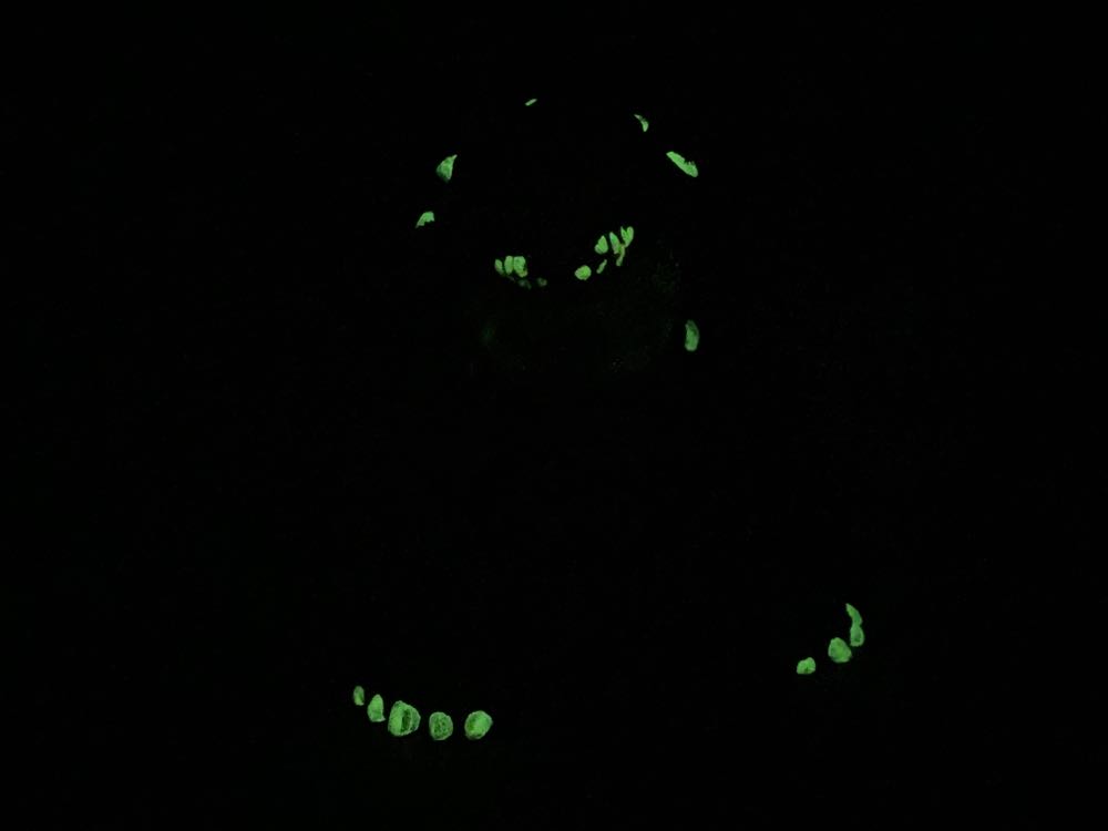 Tokkappa - Yuno Dyva (Teenage Mutant Ninja Turtles) action figure collectible - Main Image 4