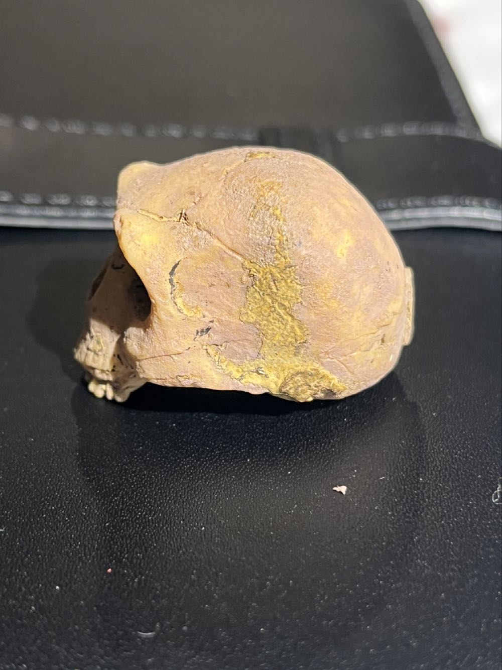 Homo. Habilis Skull  action figure collectible - Main Image 2