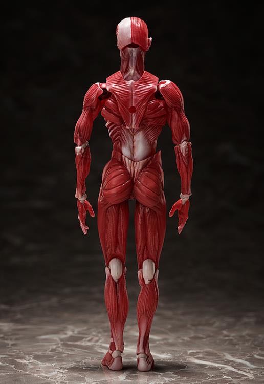 Human Anatomical Model - FREEing (Art) action figure collectible - Main Image 2
