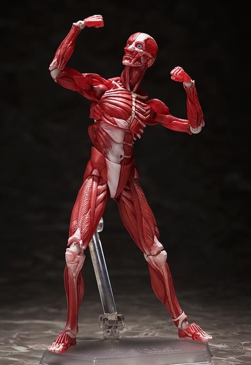 Human Anatomical Model - FREEing (Art) action figure collectible - Main Image 3