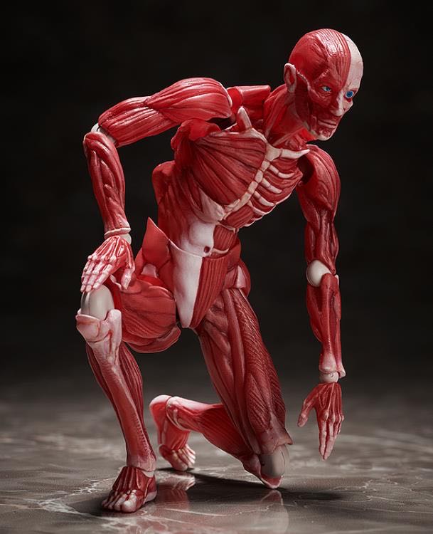 Human Anatomical Model - FREEing (Art) action figure collectible - Main Image 4
