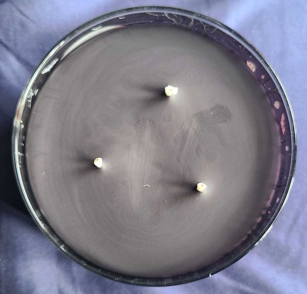 CANDLE: Halloween Yankee Witch’s Brew 2023 Three Wick - Yankee Candle (Halloween Candles) action figure collectible [Barcode 192833271563] - Main Image 4