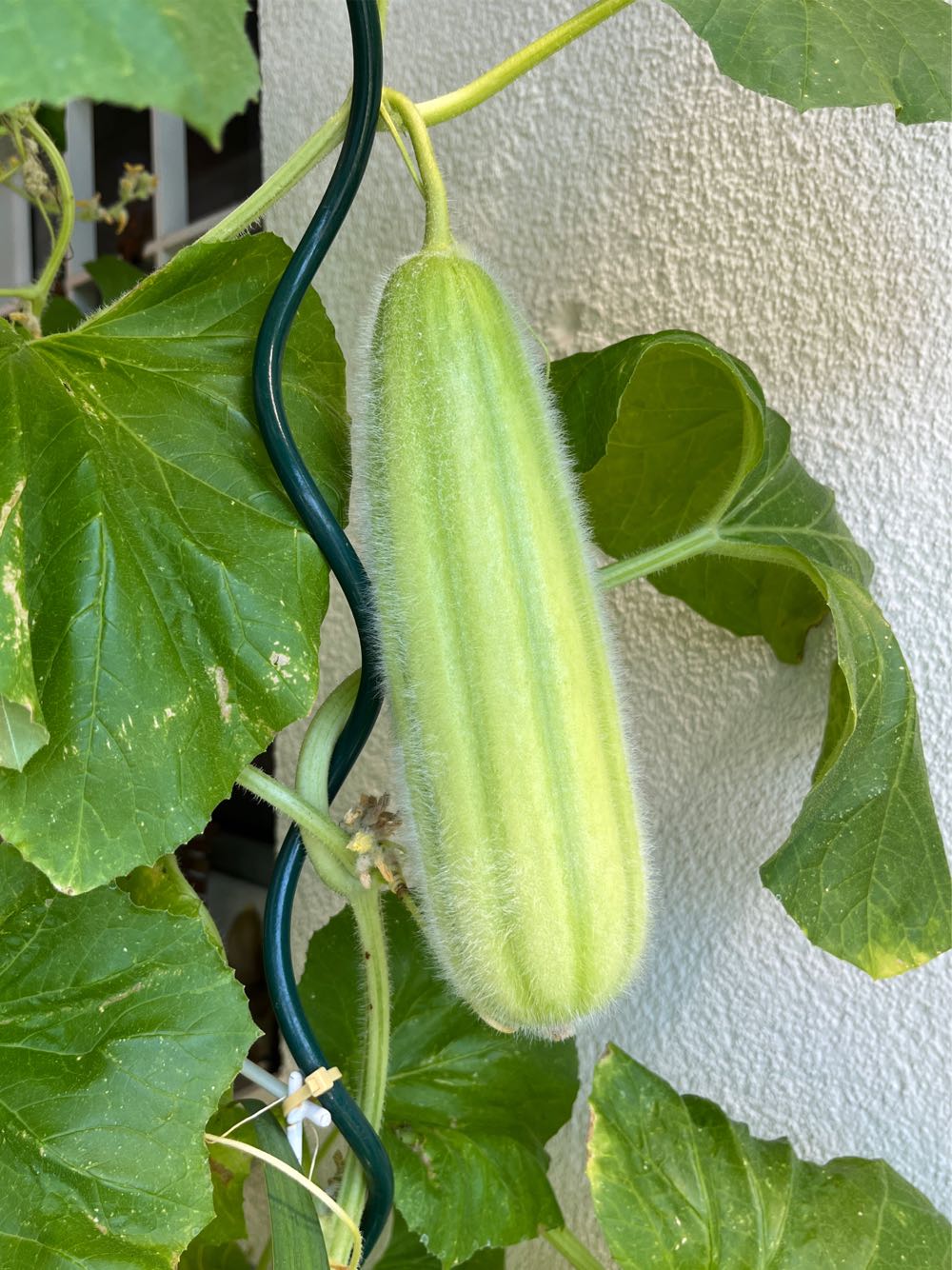 Griechische Gurke  (Gurken) action figure collectible [Barcode 5206909631078] - Main Image 3