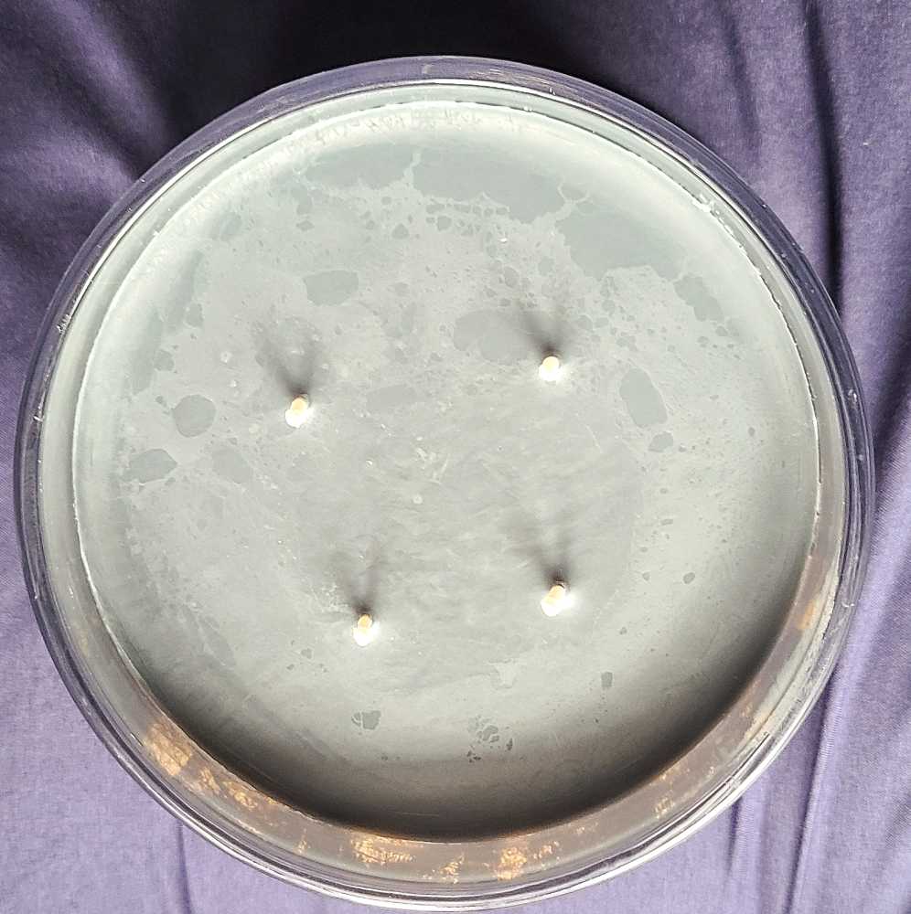 CANDLE: Halloween HomeWorx Black Pumpkin Woods 2023 - Homeworx (Halloween Candles) action figure collectible - Main Image 4