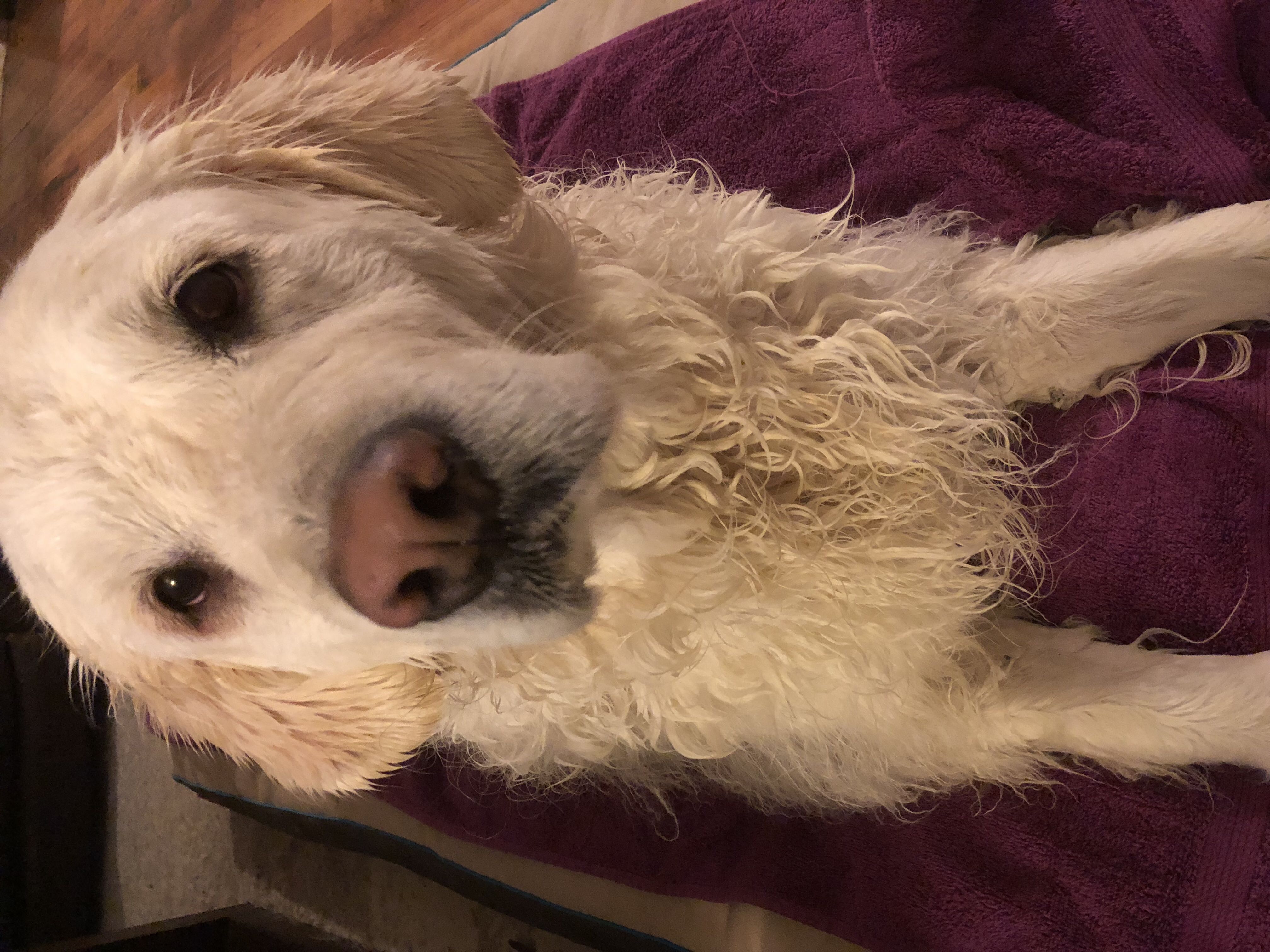 Destiny Ghost Vinyl Sundance