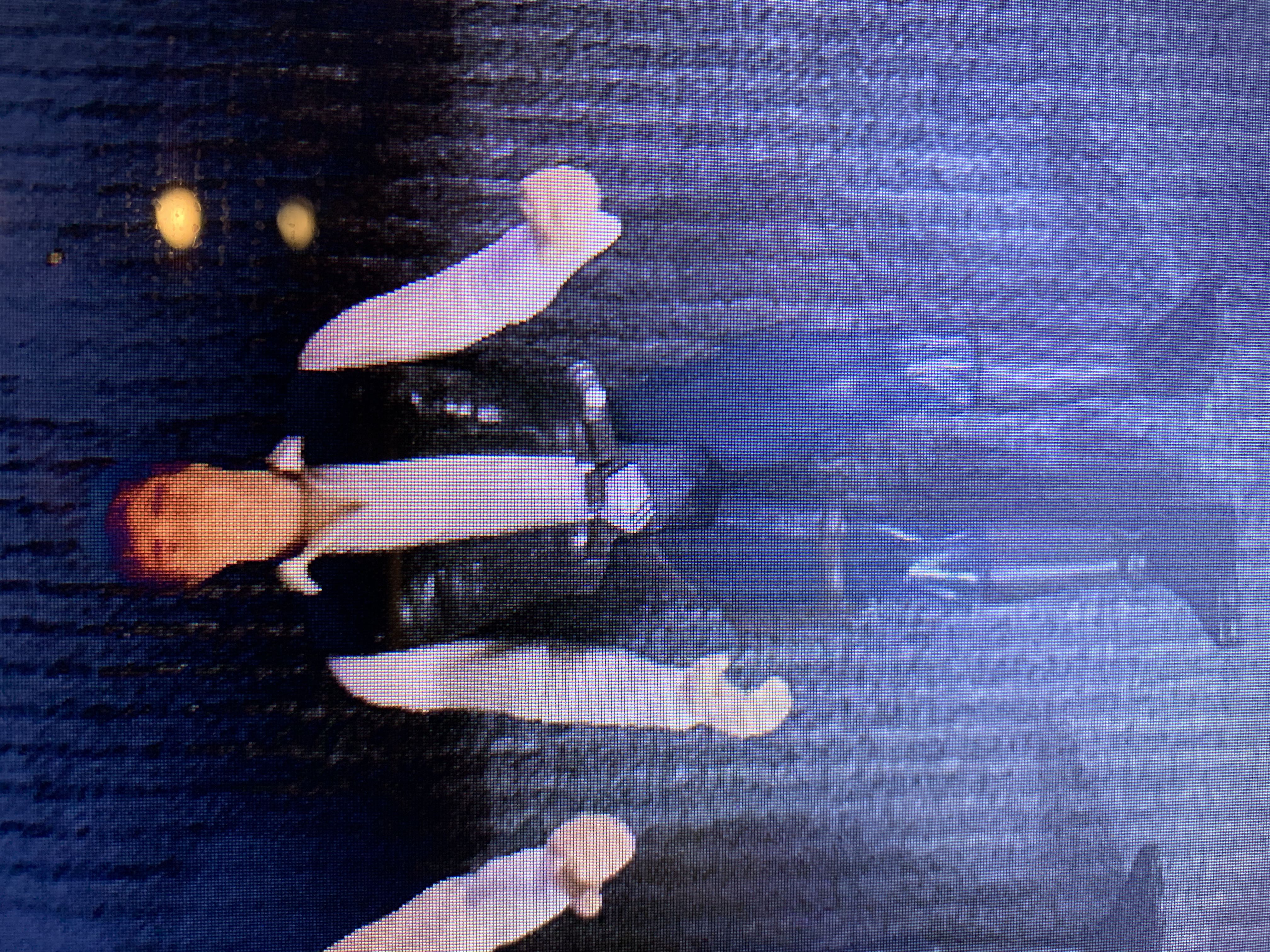 All Dogs go to Heaven