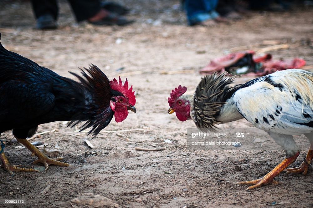 Fighting Cock - Fighting Cock Distilling Company (750mL) alcohol collectible [Barcode 096749121380] - Main Image 2
