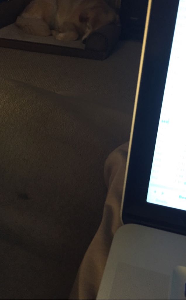 Butterscotch Moonshine 