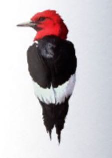 Havana Club Añejo Reserva