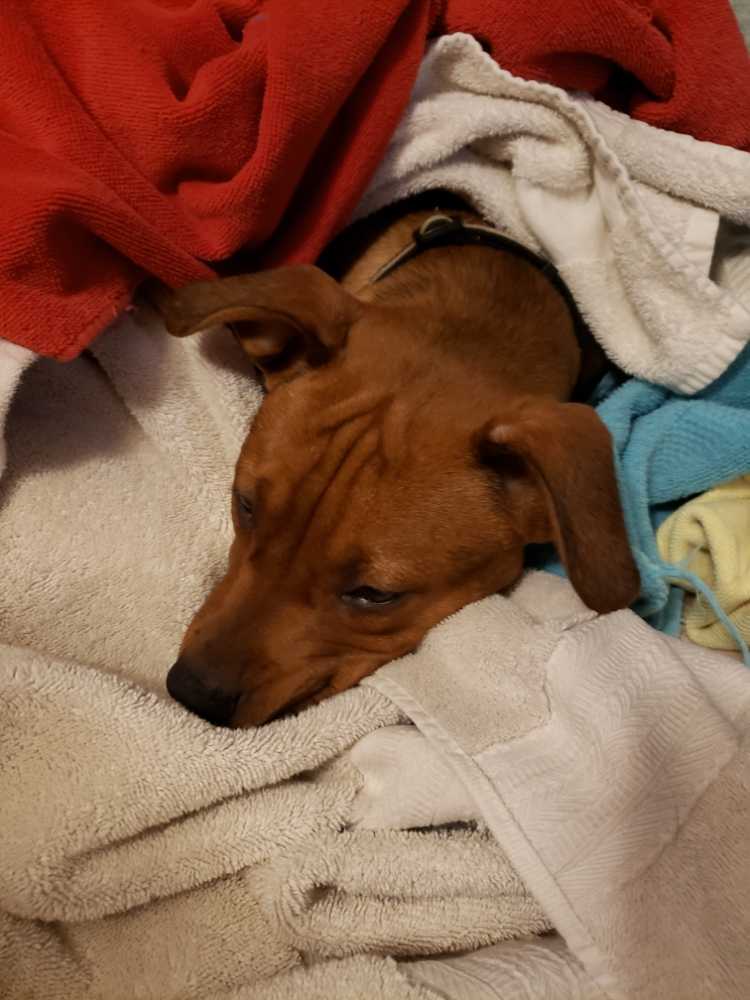 Zombie Killer Hard Cider