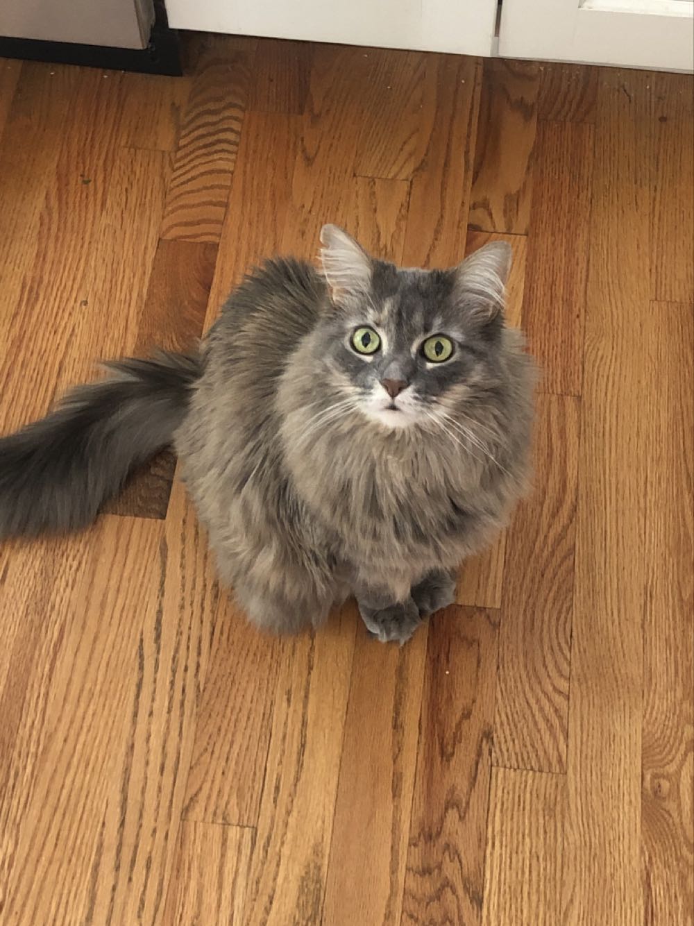 Metcalfe Vermont Maple Bourbon Liquor