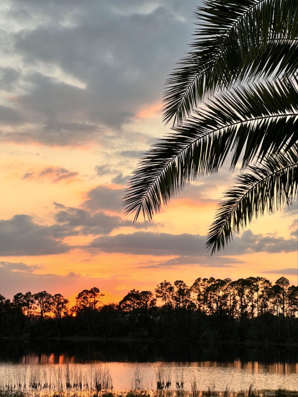 New Belgium VooDoo Ranger Imperial IPA - New Belgium Brewing, Fort Collins alcohol collectible - Main Image 4