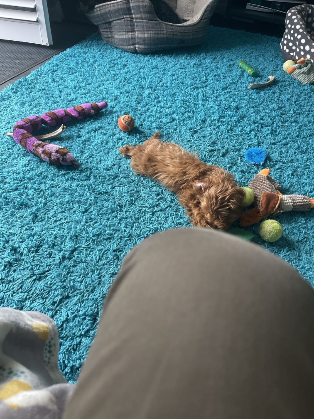 Tamdhu 18 Years Rate Find