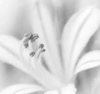 Malibu Peaches & Cream & Lime & Tropical Banana & Red