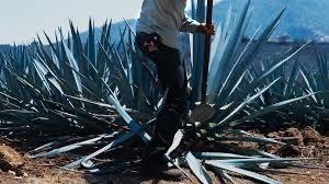 Partida Elegante Extra Anejo Tequila 750ml Bottle - Tequila (750 mL) alcohol collectible [Barcode 701530557506] - Main Image 4