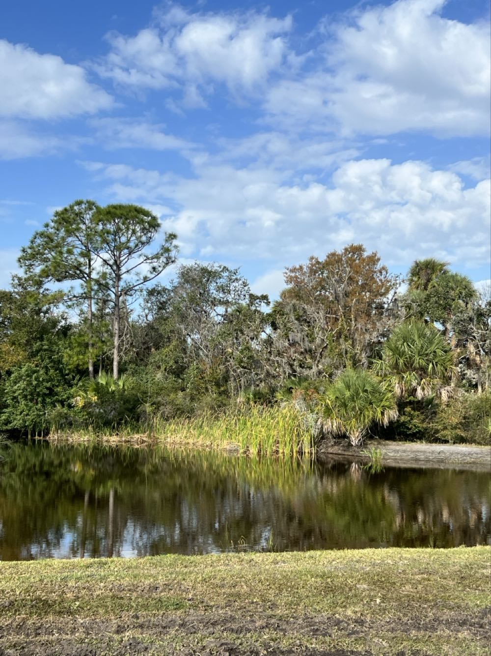 Calusa Brewing Florida Flavor Pilsner - Calusa Brewing, Sarasota alcohol collectible - Main Image 2