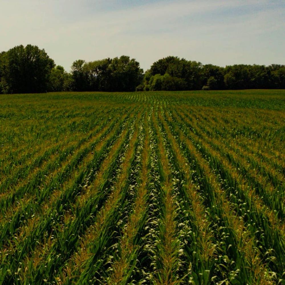 Great Jones New York Straight Rye Whiskey 750ml - Great Jones Distillery (750 mL) alcohol collectible [Barcode 818844022528] - Main Image 2