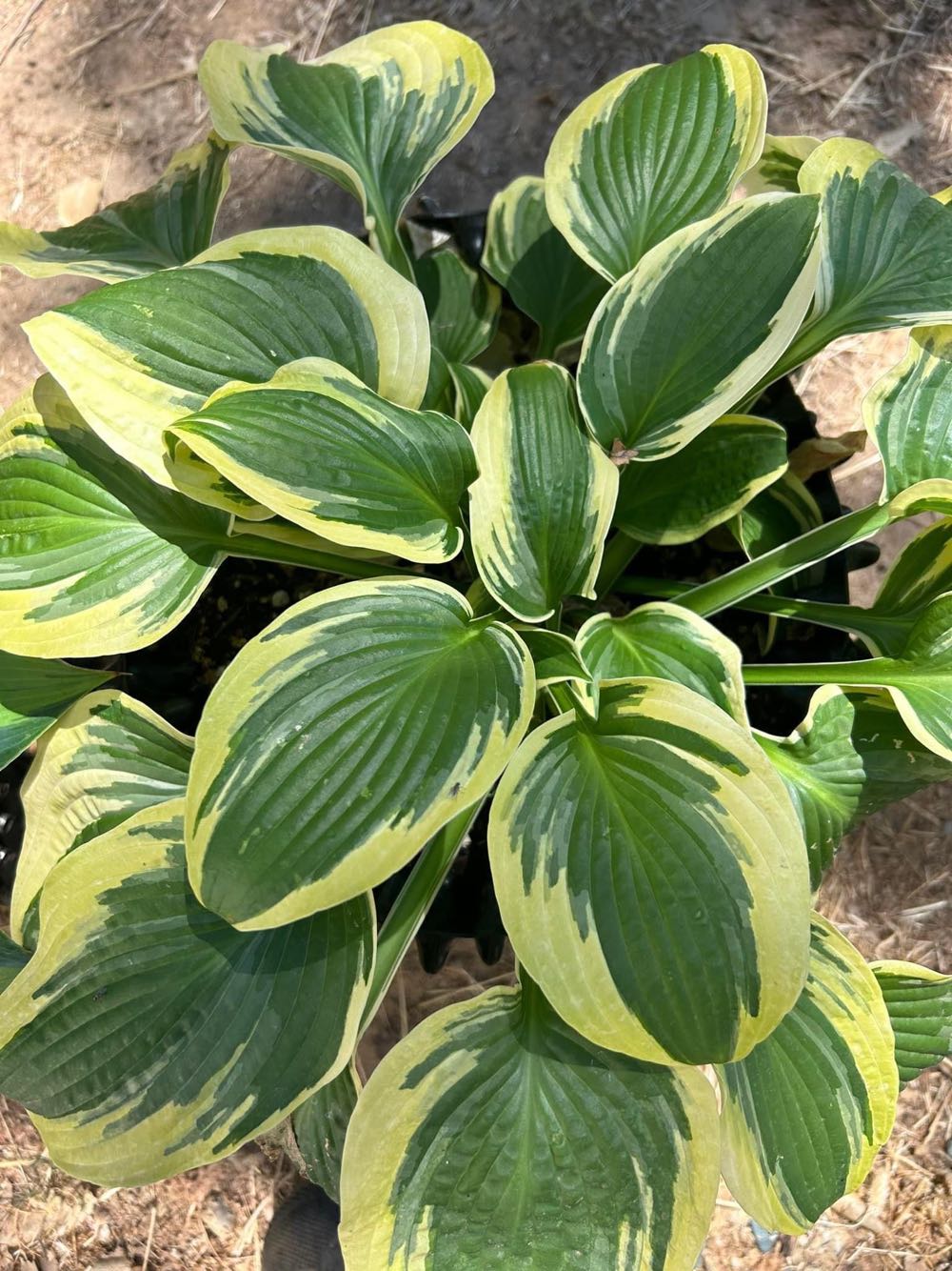 Chicken Cock Small Batch