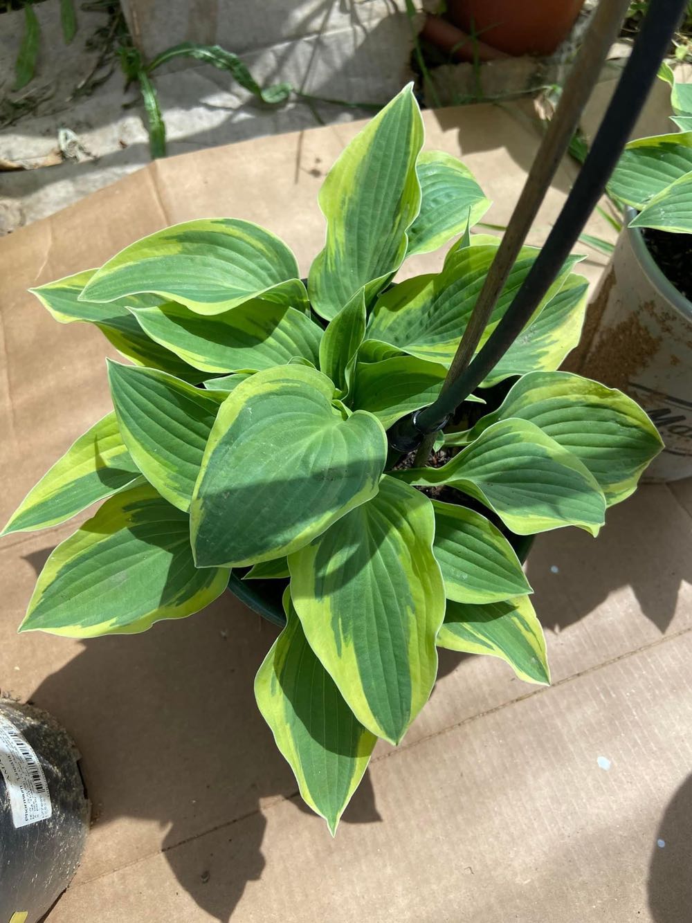 Pilgrim  alcohol collectible - Main Image 2