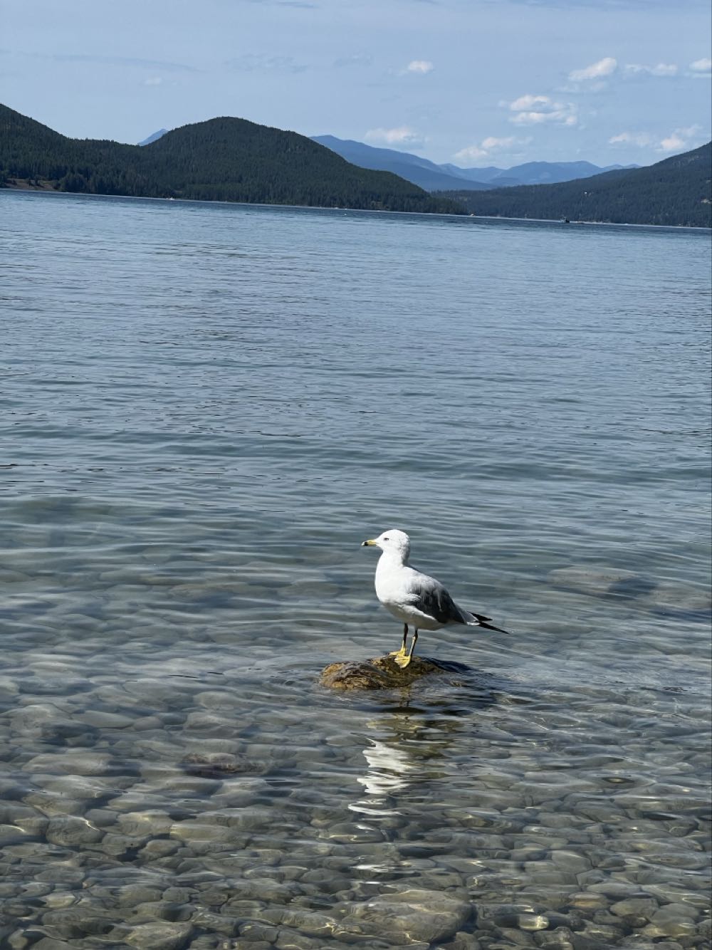 Draught Works Scepter Head IPA - Draught Works, Missoula alcohol collectible - Main Image 4