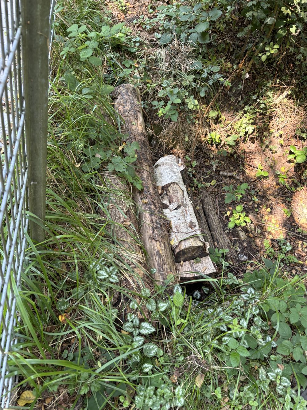 Monster VR46 355ml Italy