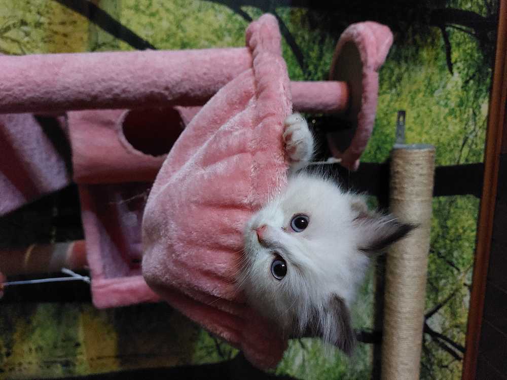 Glenlivet 14 Year Old