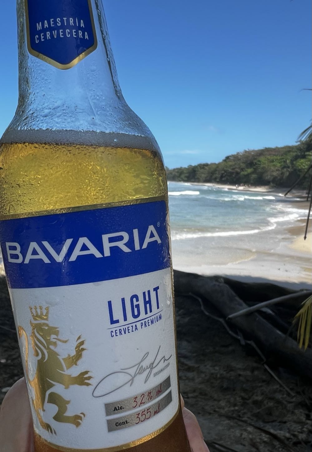 Black Bear Oso Negro