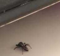 Divin Calarasi Divin Status Regal 12 Ani 0.5l Powder