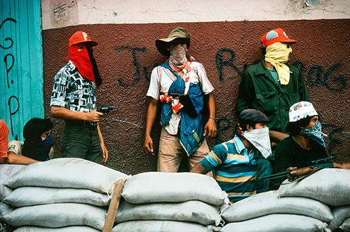 Gallo ( From The Series Gallo Con Flor)