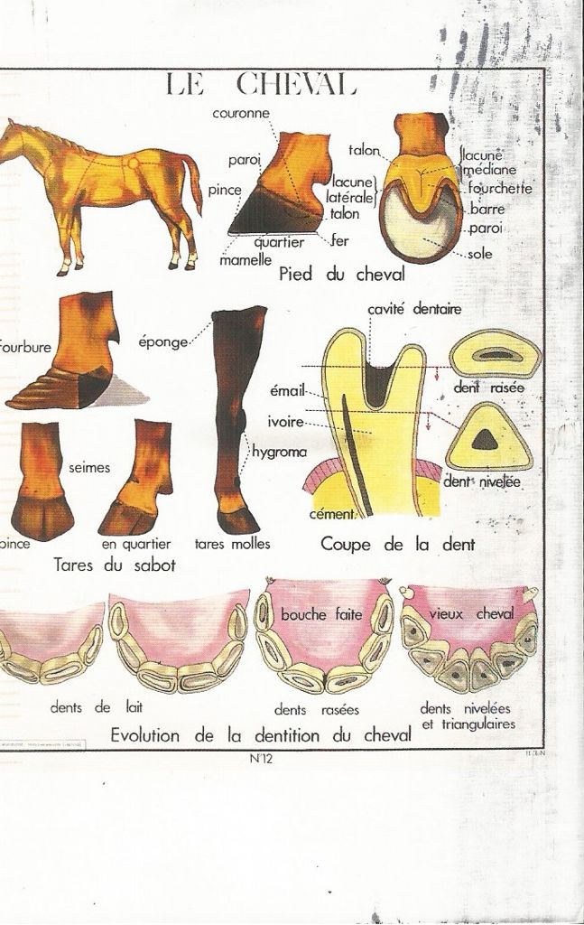 Pixi Mini Tintin au Congo
